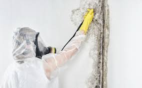 Environmental Consulting for Mold Prevention